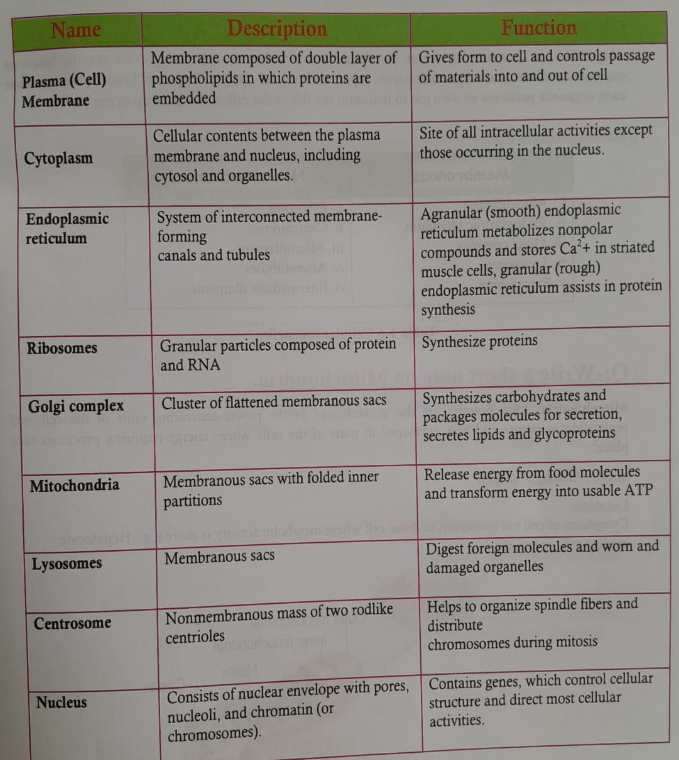 Cell and the structure of cell | CHAPTER 1 | Anatomy and physiology