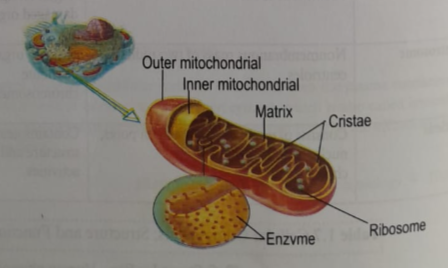 Cell and the structure of cell | CHAPTER 1 | Anatomy and physiology