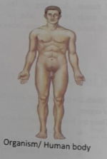 The levels of structural organization of Human body | CHAPTER 1 | Anatomy and physiology