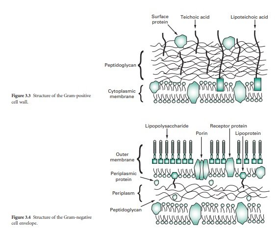 bacterial cell wall
