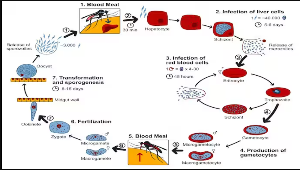 life cycle of malaria parasite