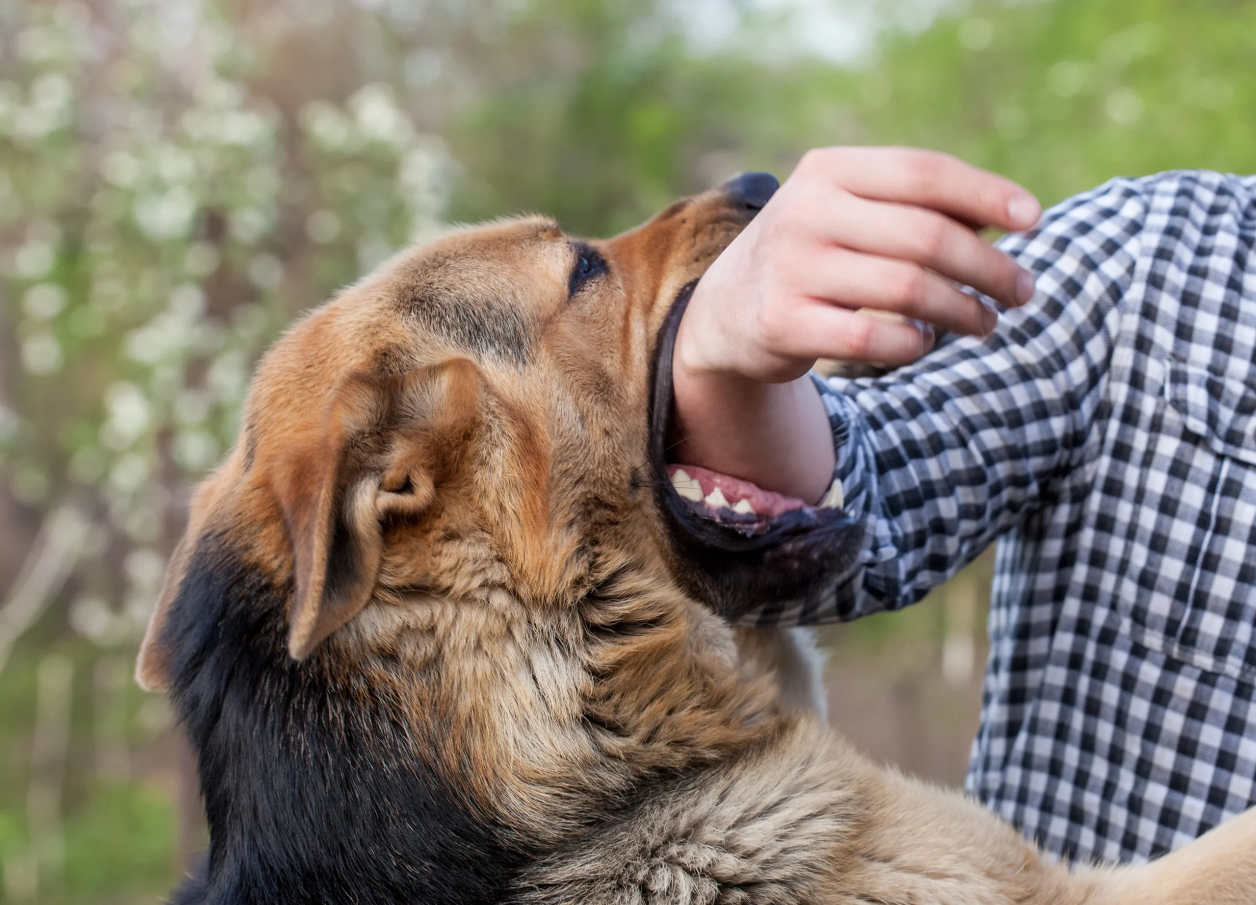 Dog bite | CHAPTER 21 | Fundamentals of Nursing