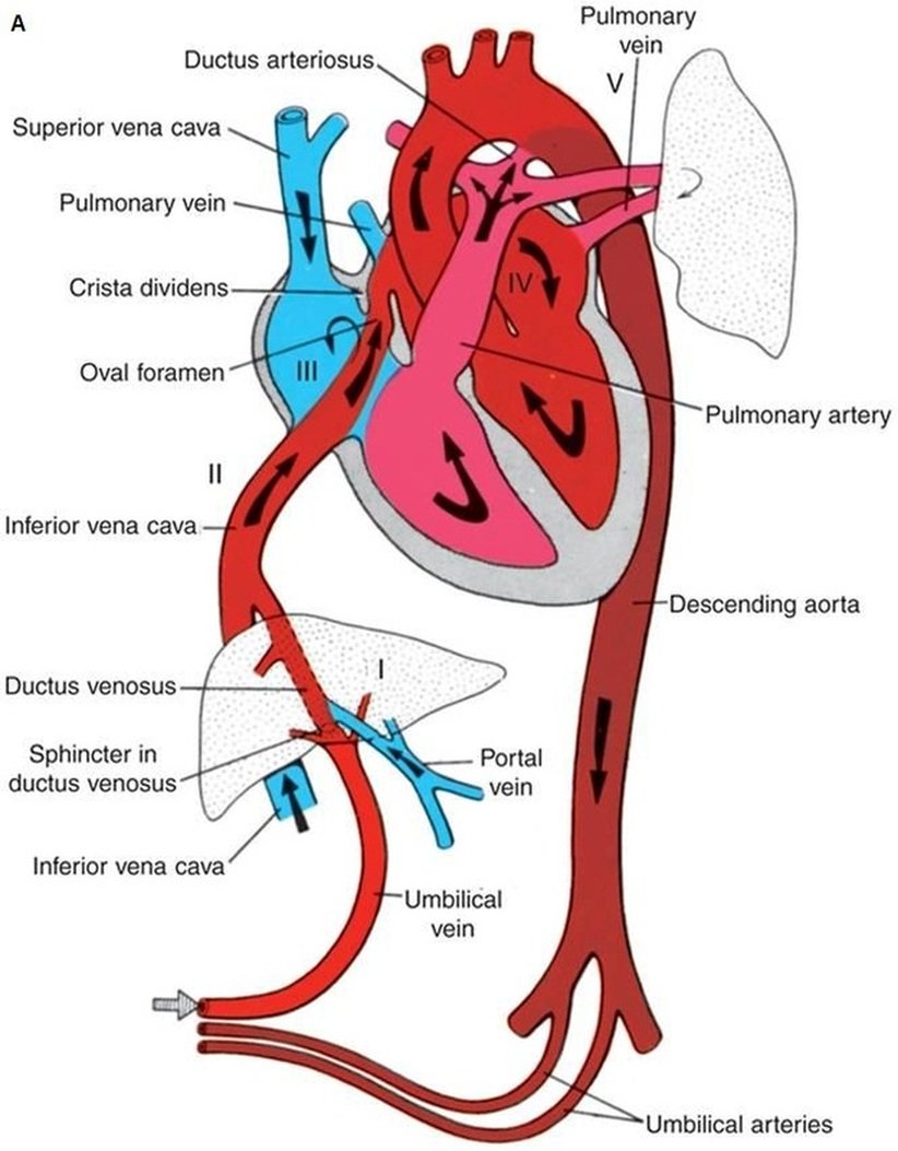 Heart disease in pregnancy | Chapter 10 | Midwifery For Diploma In Nursing