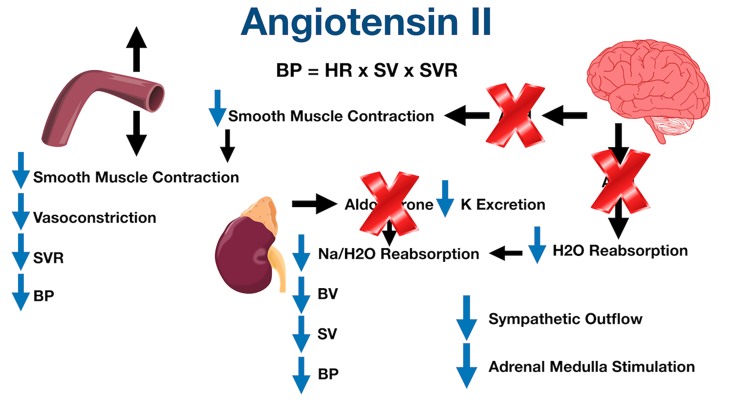 ACE Inhibitor | CHAPTER-10 | Pharmacology