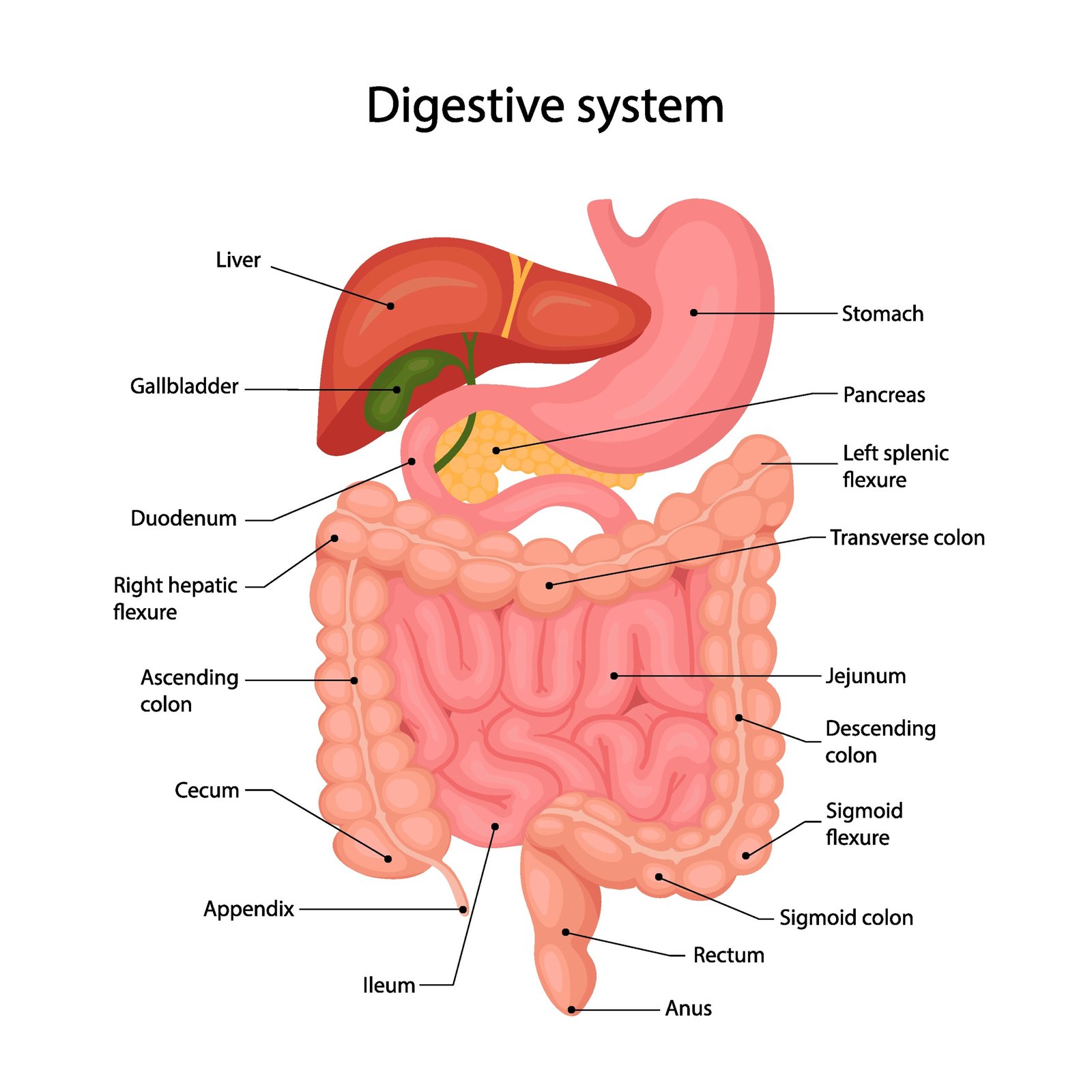 Organs of digestive system | CHAPTER 3 | Anatomy and Physiology