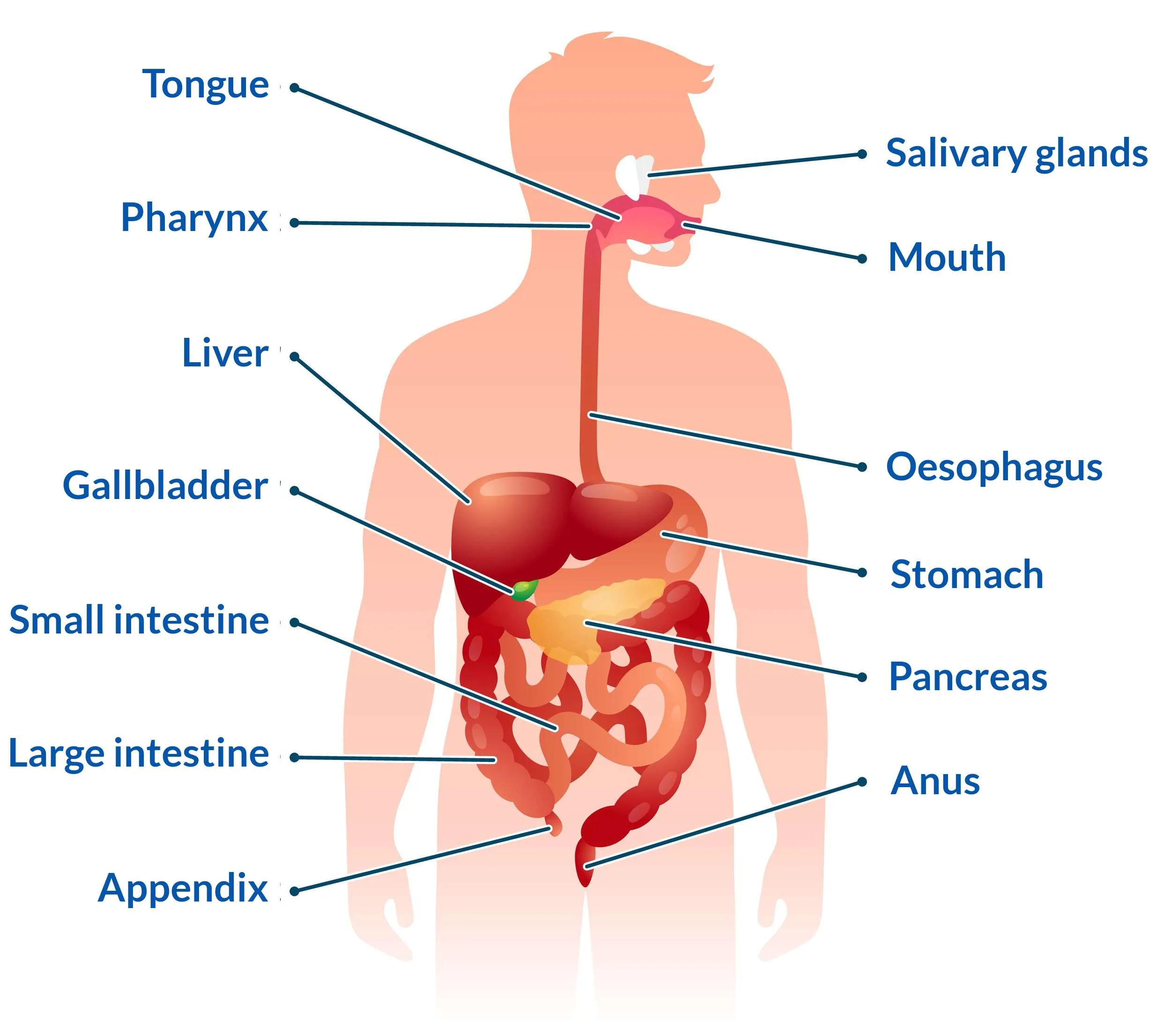 Organs of digestive system | CHAPTER 3 | Anatomy and Physiology