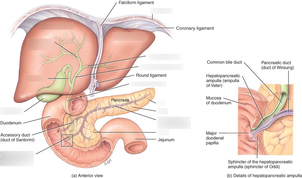 Liver, pancreas and gallbladder | CHAPTER 3 | Anatomy and Physiology