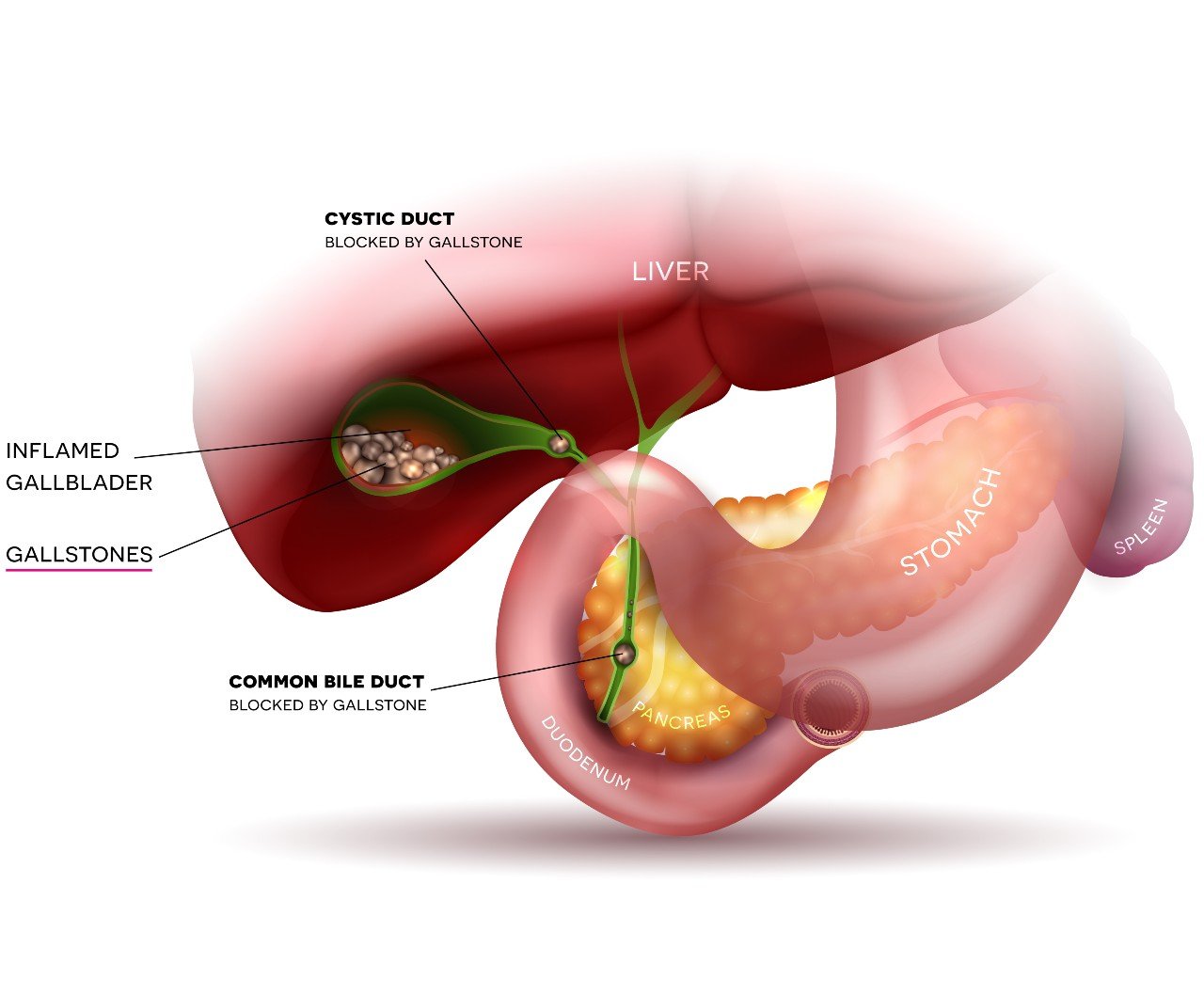 The biliary tract | CHAPTER 3 | Anatomy and Physiology