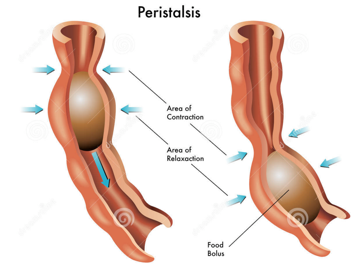 Concept about Bile | CHAPTER 3 | Anatomy and Physiology