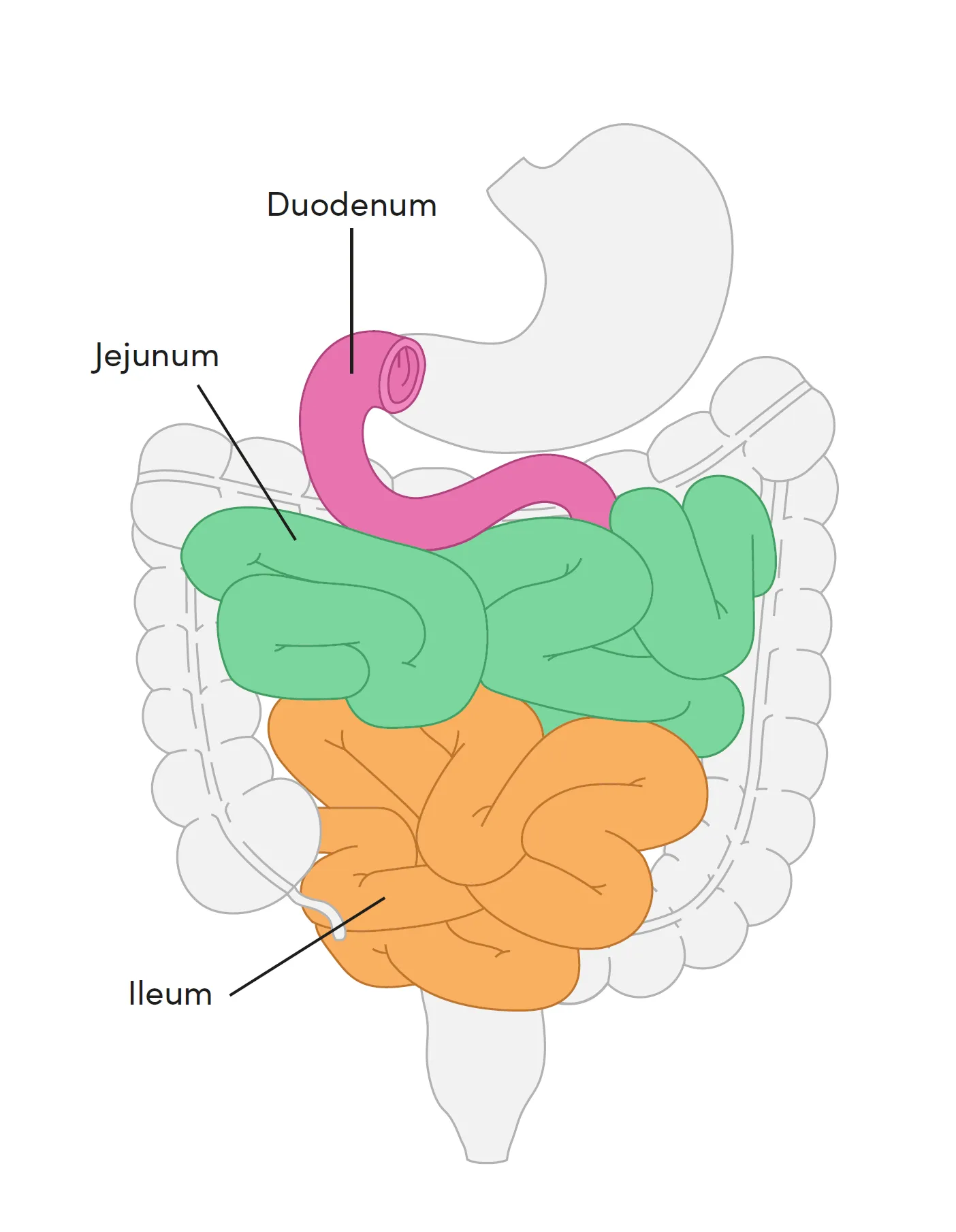Concept about Chyme | CHAPTER 3 | Anatomy and Physiology