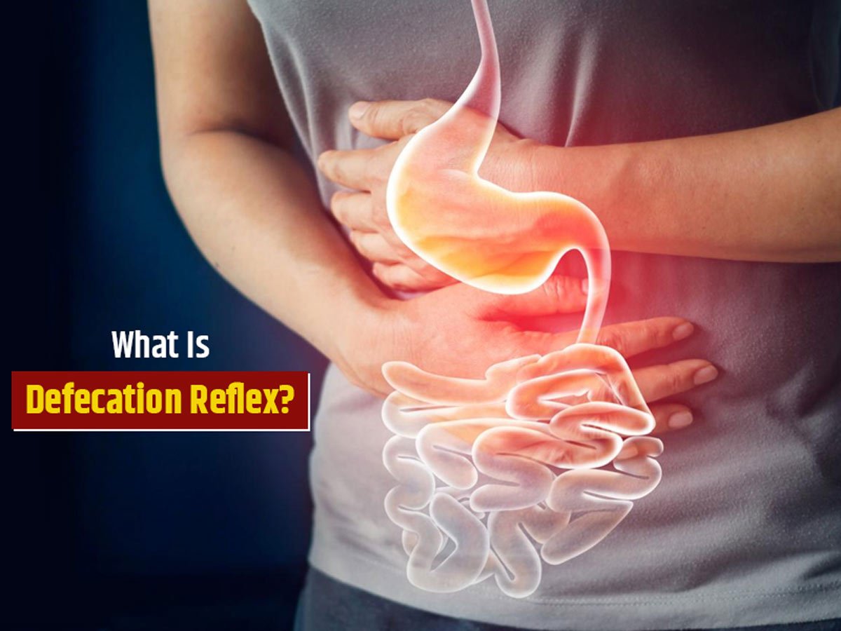Concept about Chyme | CHAPTER 3 | Anatomy and Physiology
