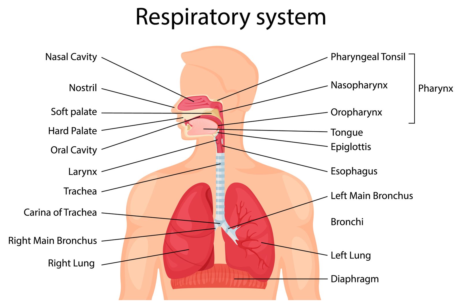 Introduction of respiratory system | CHAPTER 4 | Anatomy and Physiology