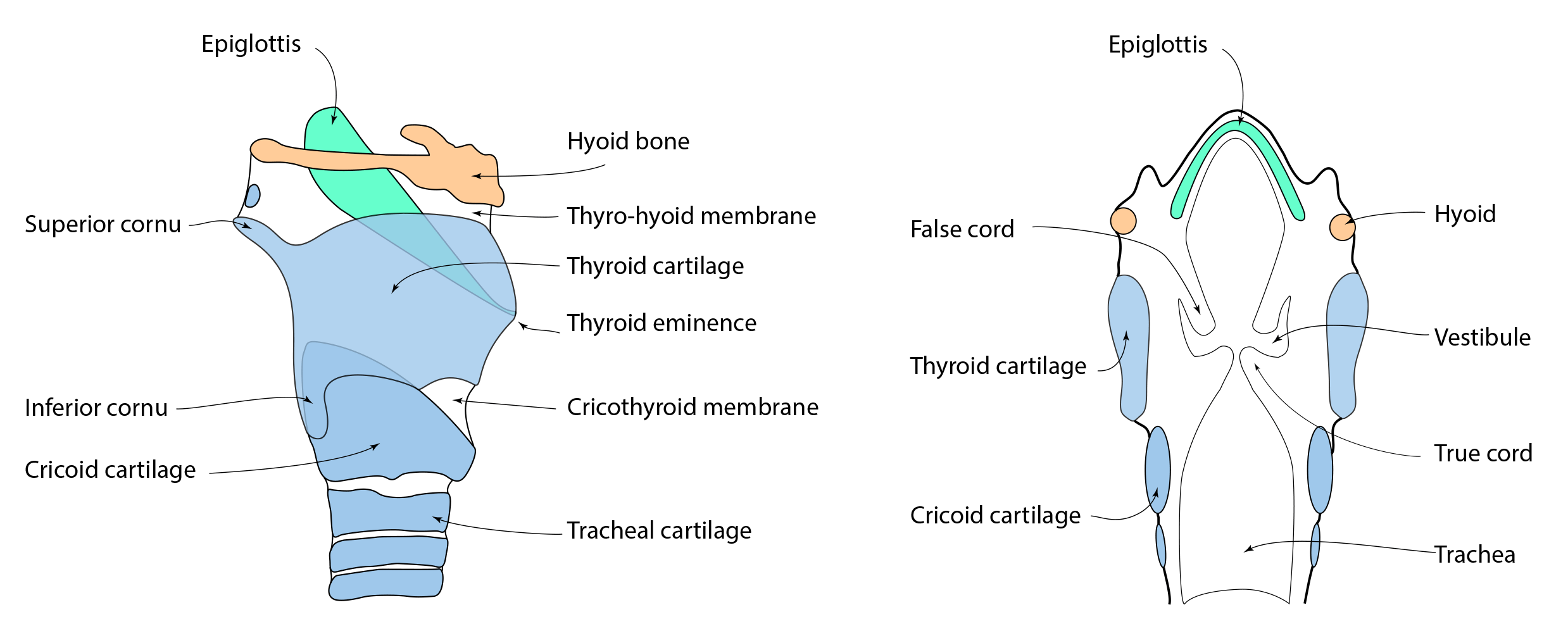 Conducting and respiratory zones of respiratory system | CHAPTER 4 | Anatomy and Physiology