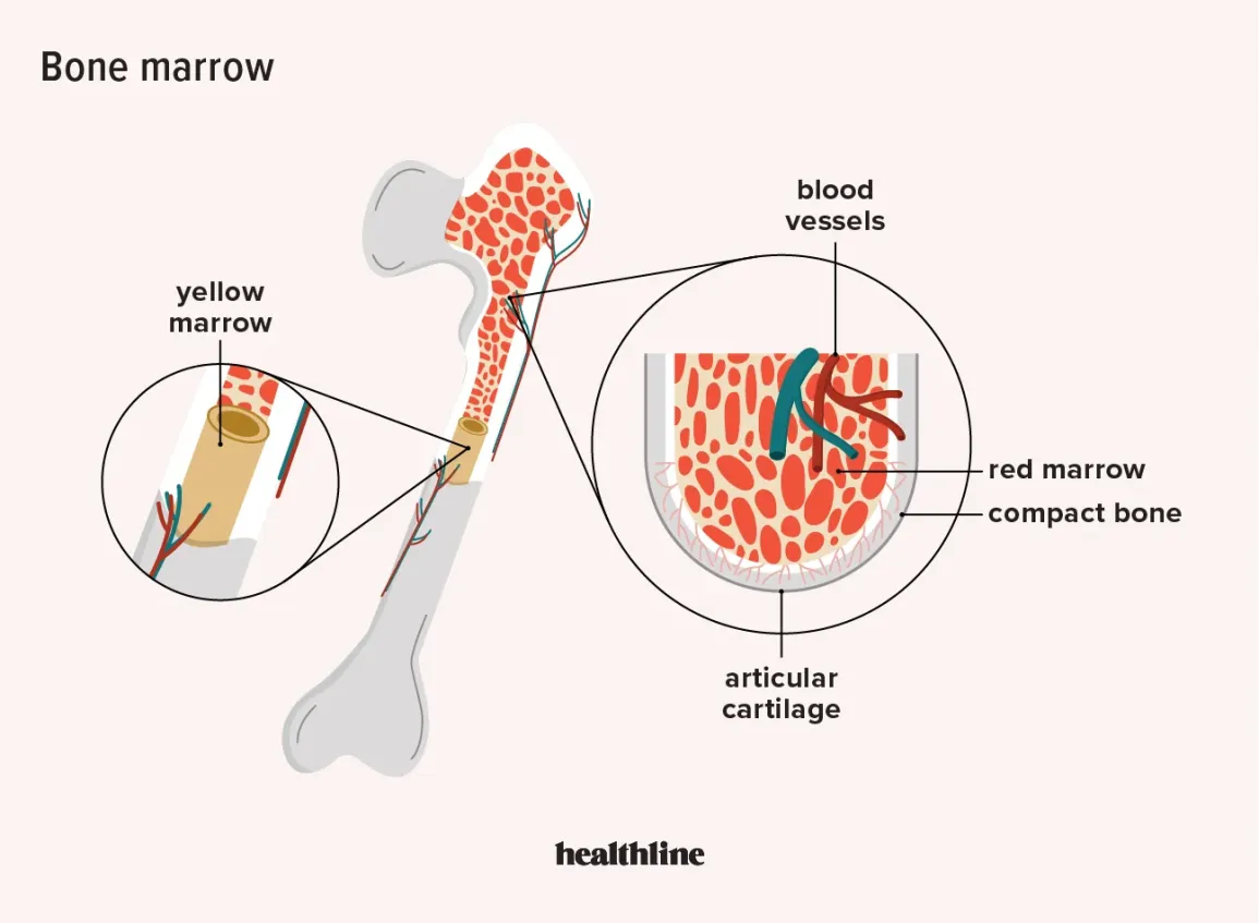Bone marrow | CHAPTER 5 | Anatomy and Physiology