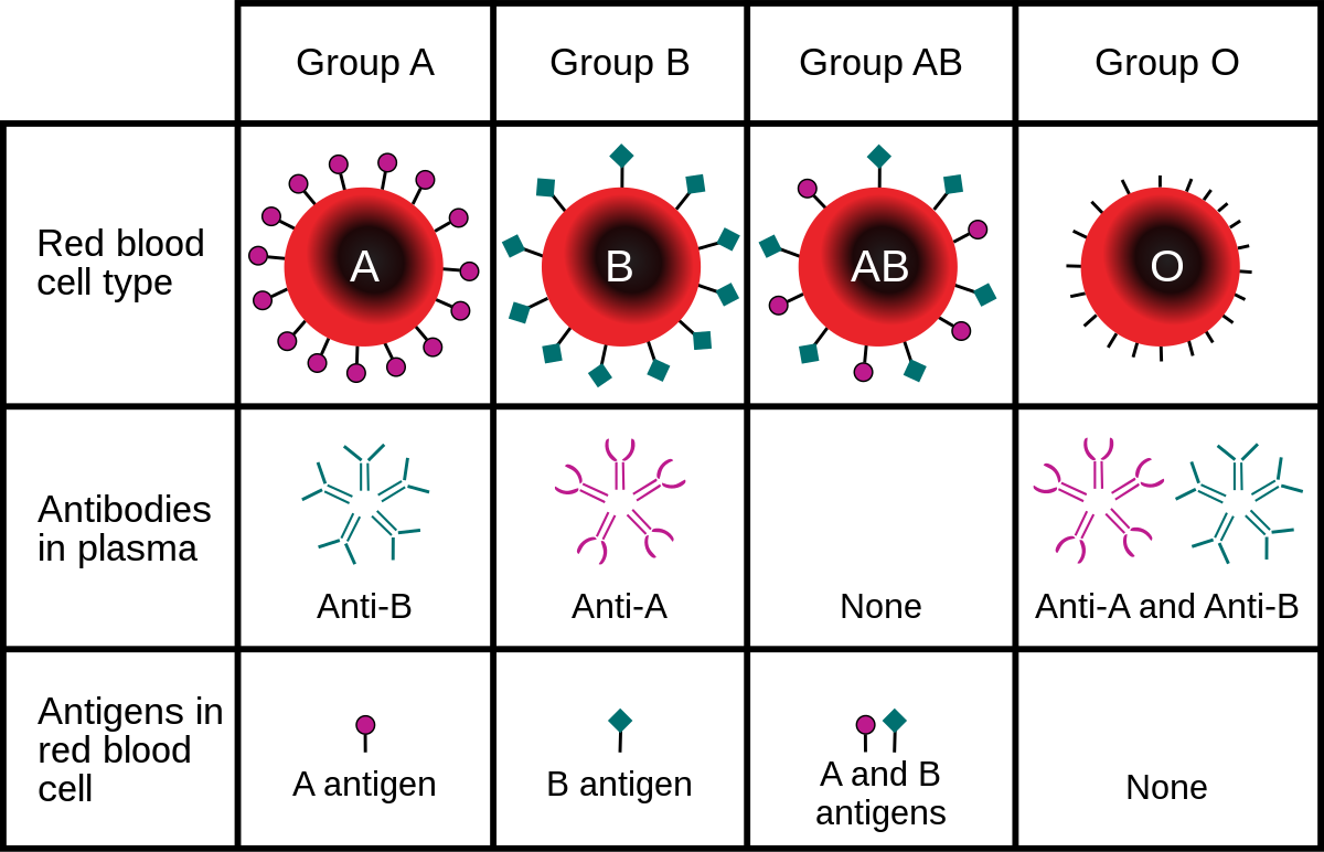 ABO blood group & Rh blood group | CHAPTER 5 | Anatomy and Physiology