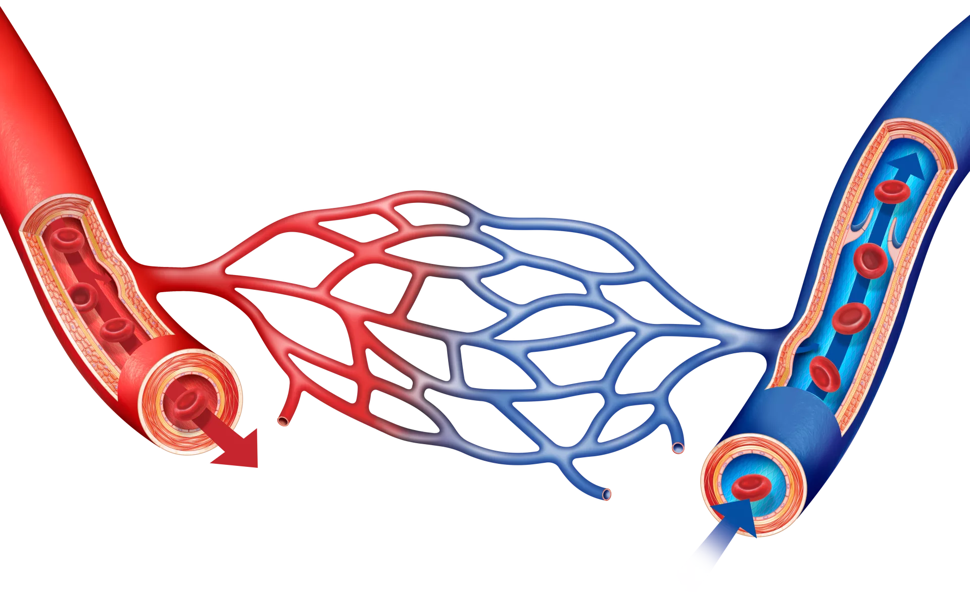 Cardiovascular system & function of CVS | CHAPTER 5 | Anatomy and Physiology