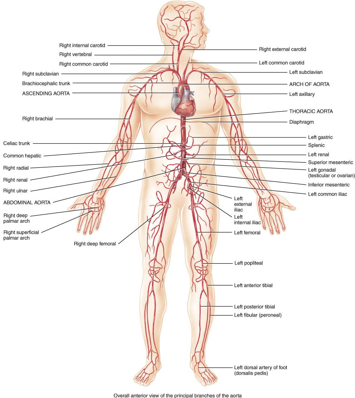 Blood circulation in human body | CHAPTER 5 | Anatomy and Physiology