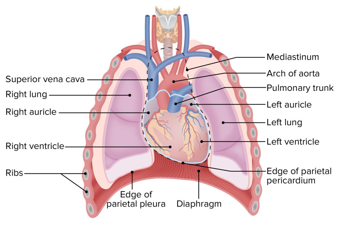 Heart, chambers and the valves of the heart | CHAPTER 5 | Anatomy and Physiology