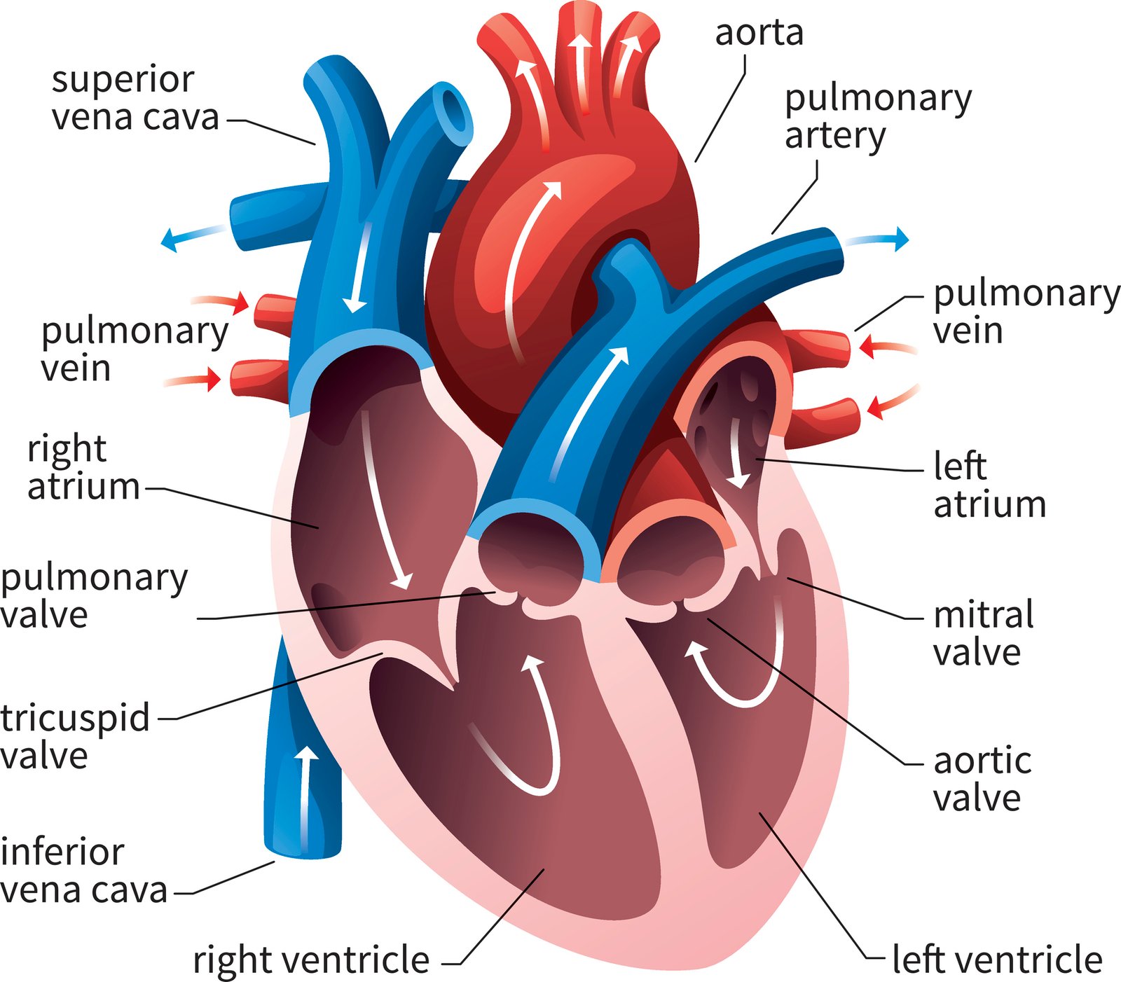 Coronary circulation | CHAPTER 5 | Anatomy and Physiology