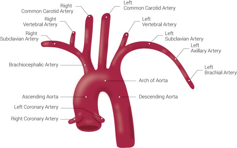 Heart, chambers and the valves of the heart | CHAPTER 5 | Anatomy and Physiology