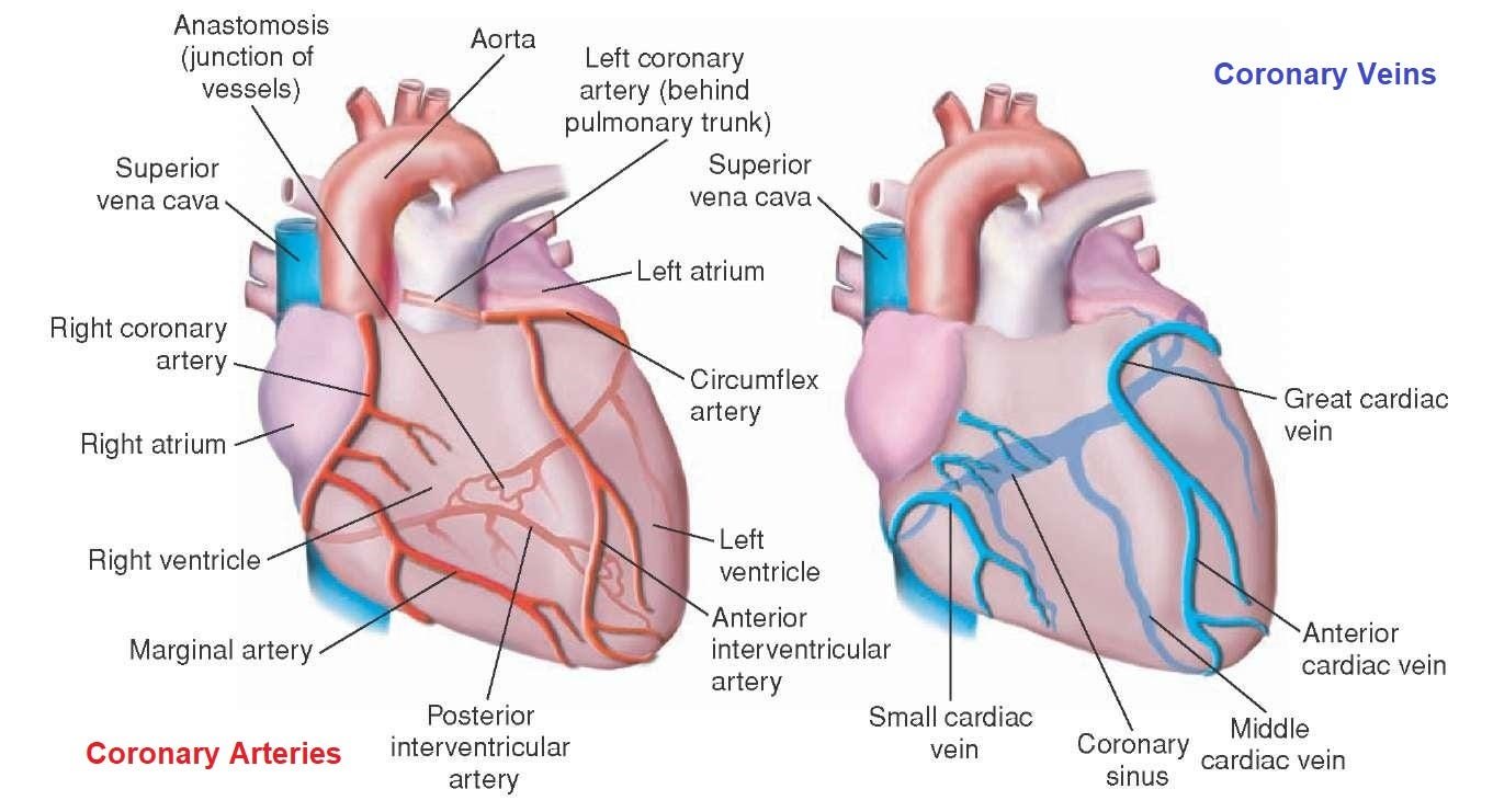 Heart, chambers and the valves of the heart | CHAPTER 5 | Anatomy and Physiology