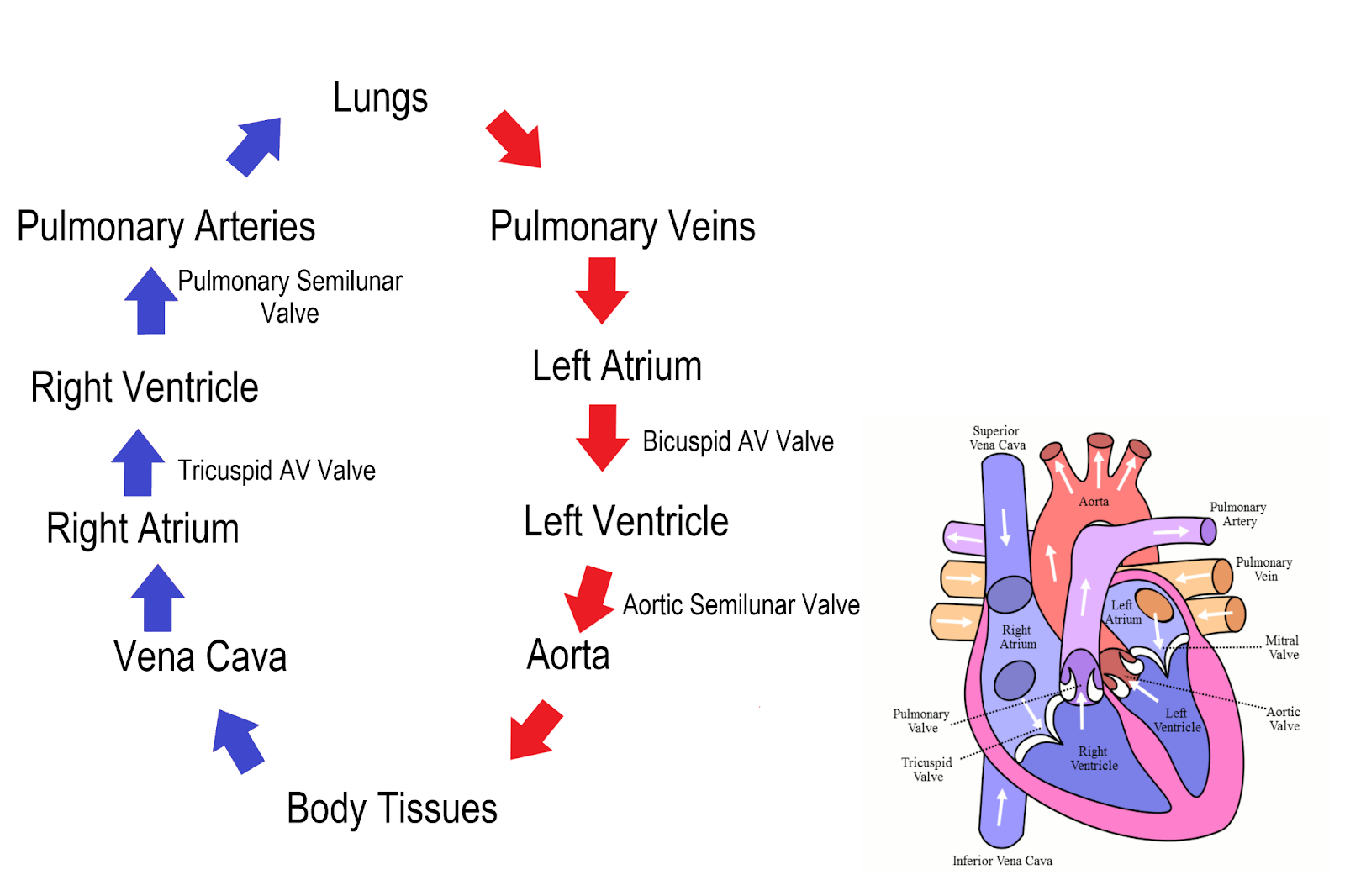 Blood circulation in human body | CHAPTER 5 | Anatomy and Physiology