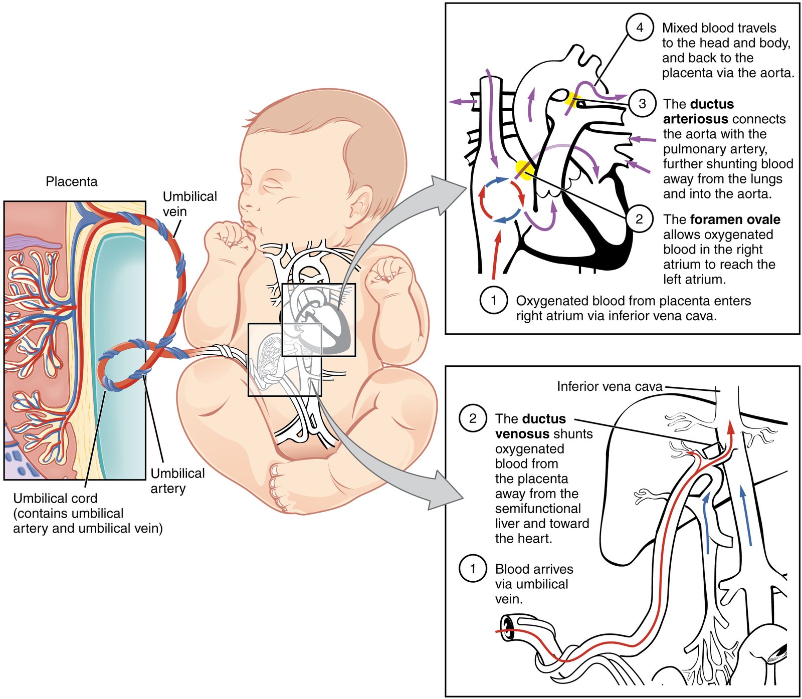 Fetal circulatory system | CHAPTER 5 | Anatomy and Physiology