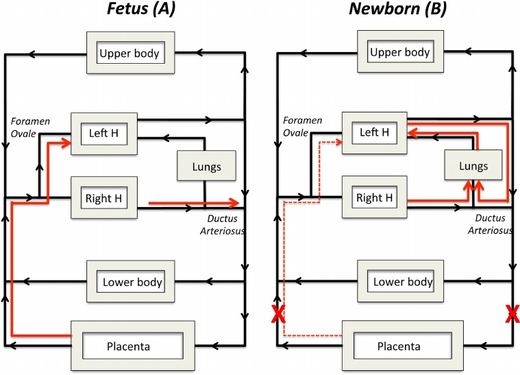 Fetal circulatory system | CHAPTER 5 | Anatomy and Physiology