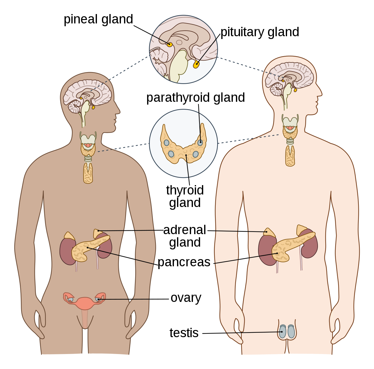 Endocrine system and endocrinology | CHAPTER 6 | Anatomy and Physiology