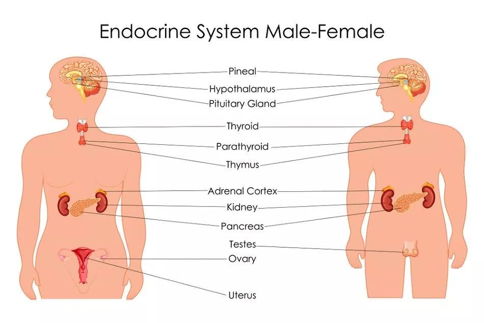 Endocrine system and endocrinology | CHAPTER 6 | Anatomy and Physiology
