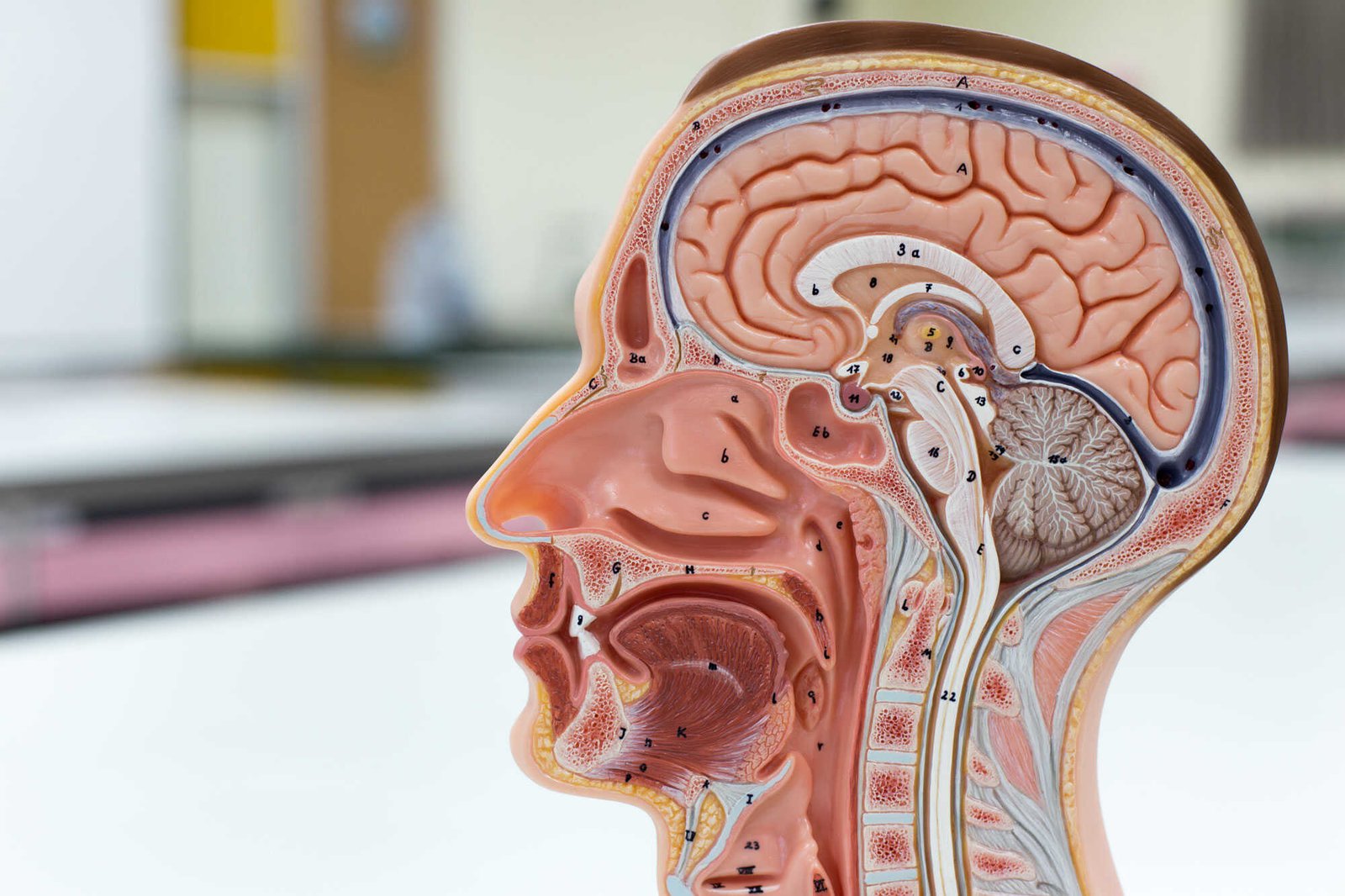 Pituitary gland | CHAPTER 6 | Anatomy and Physiology