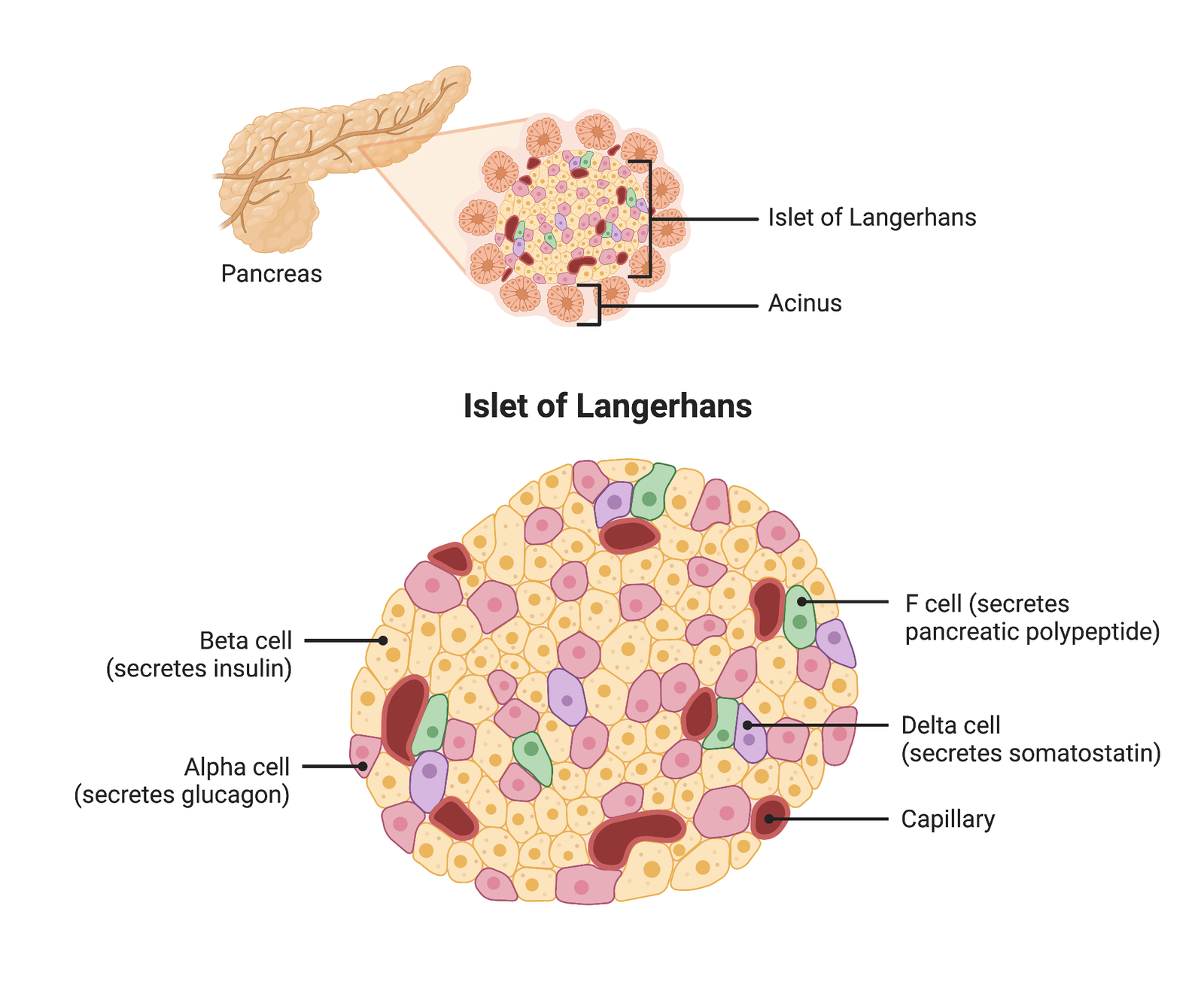 Pancreatic islets/islets of Langerhans | CHAPTER 6 | Anatomy and Physiology