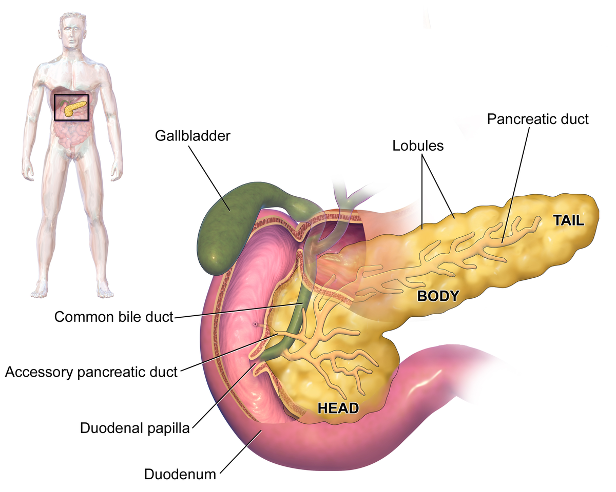 Pancreatic islets/islets of Langerhans | CHAPTER 6 | Anatomy and Physiology