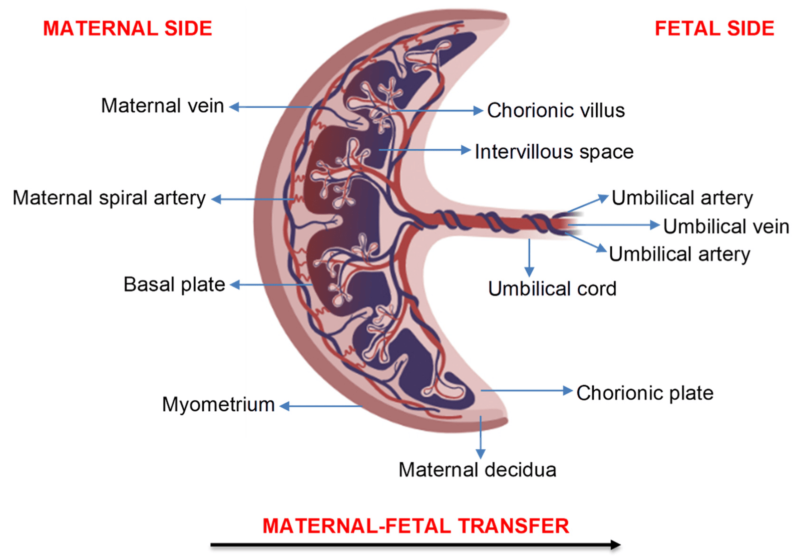 Male and female gonads | CHAPTER 6 | Anatomy and Physiology