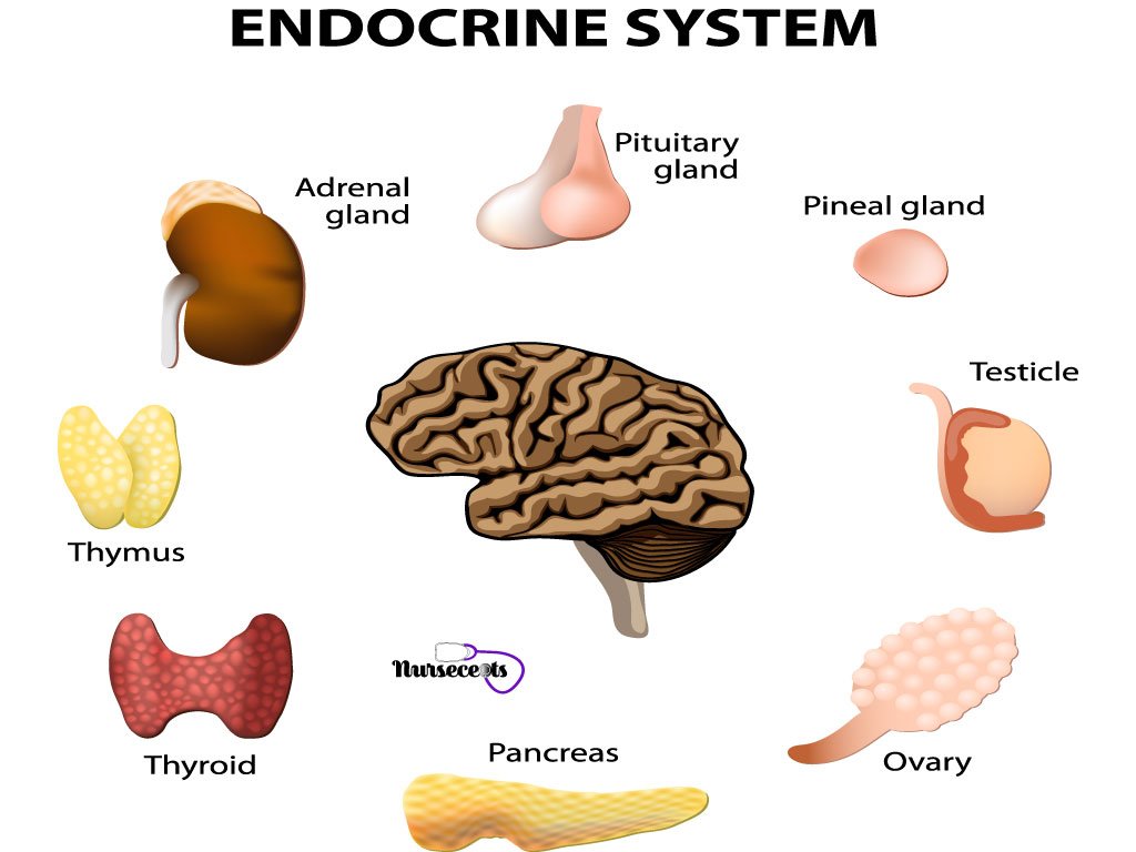 Common terminology of endocrine system | CHAPTER 6 | Anatomy and Physiology