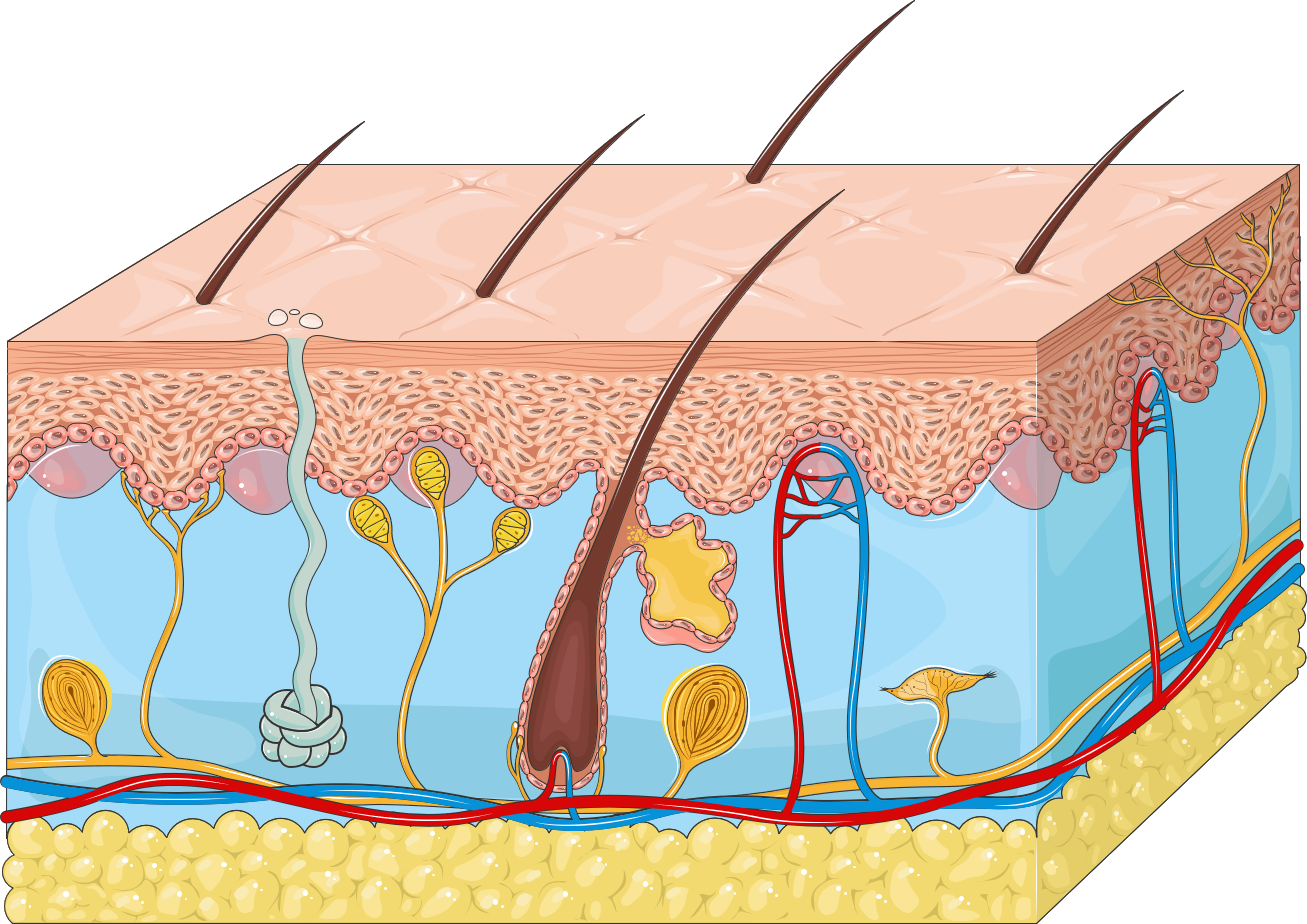 Definition of integumentary system and it's functions | CHAPTER 11 | Anatomy and Physiology