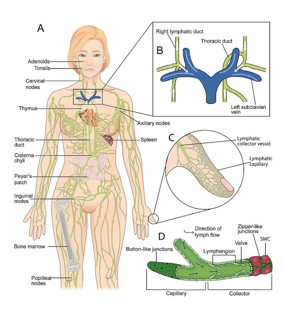 Introduction: Lymphatic system and immunity | CHAPTER 12 | Anatomy and Physiology