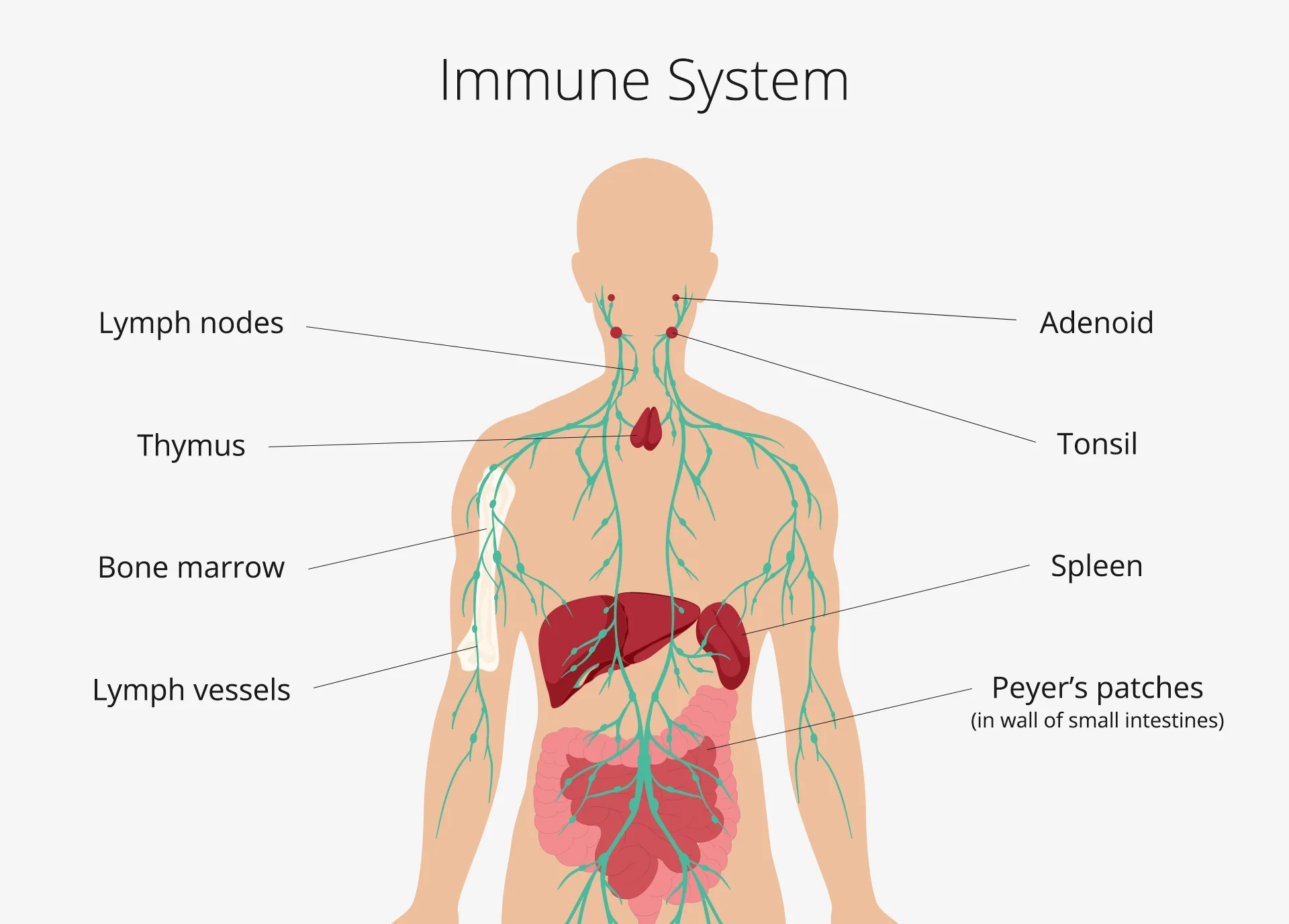 Introduction: Lymphatic system and immunity | CHAPTER 12 | Anatomy and Physiology