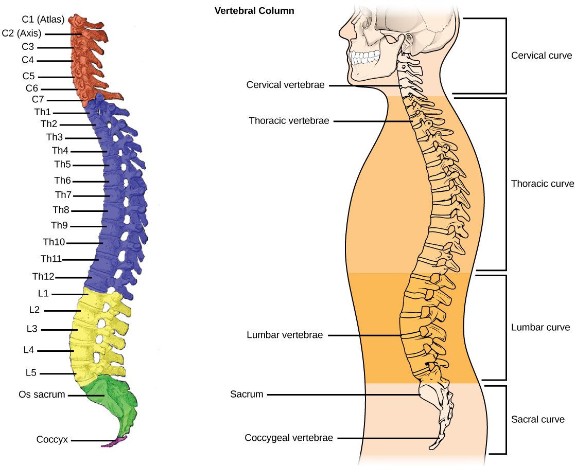 Vertebral column | CHAPTER 2 | Anatomy and Physiology