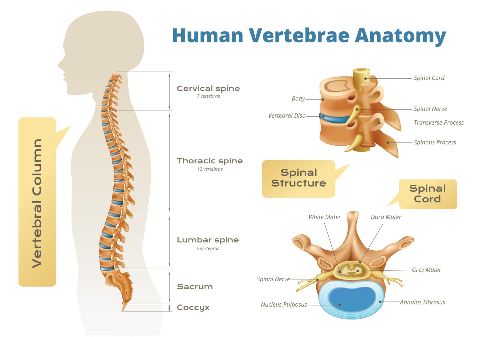 Vertebral column | CHAPTER 2 | Anatomy and Physiology