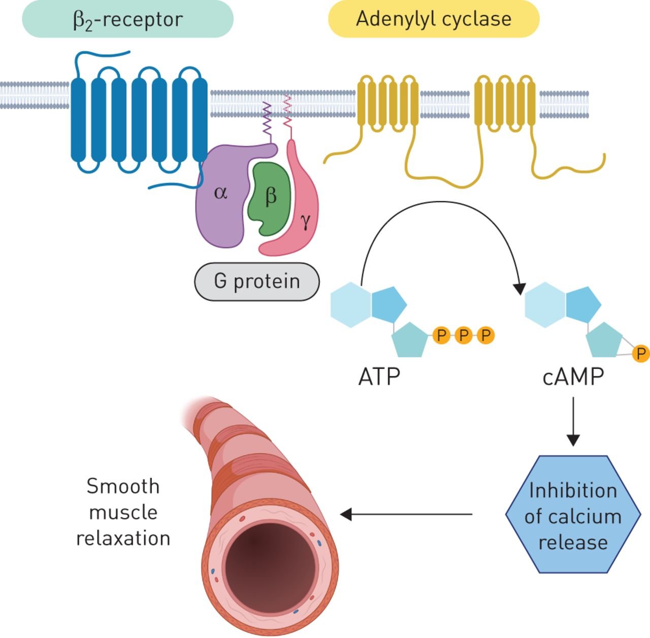 B2-Adrenoceptor Agonists | CHAPTER-11 | Pharmacology