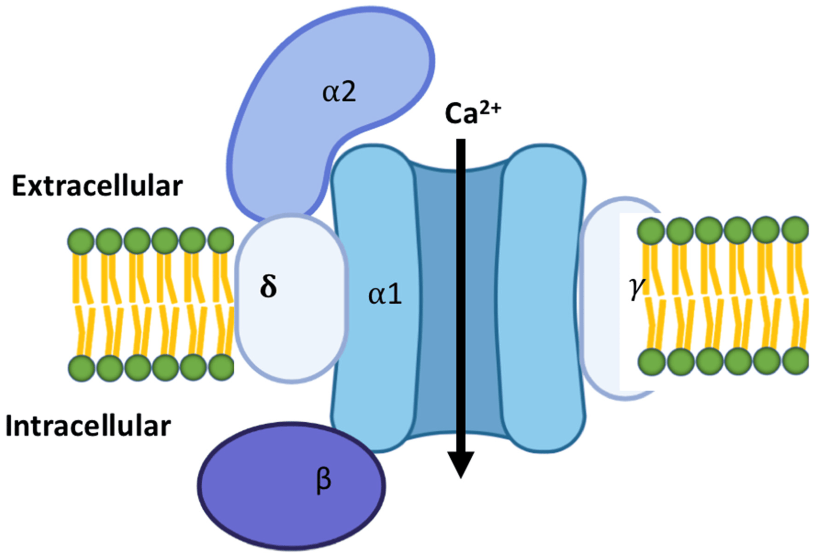 Ca++ Channel Blocker (Ca++ Antagonists) | CHAPTER-10 | Pharmacology