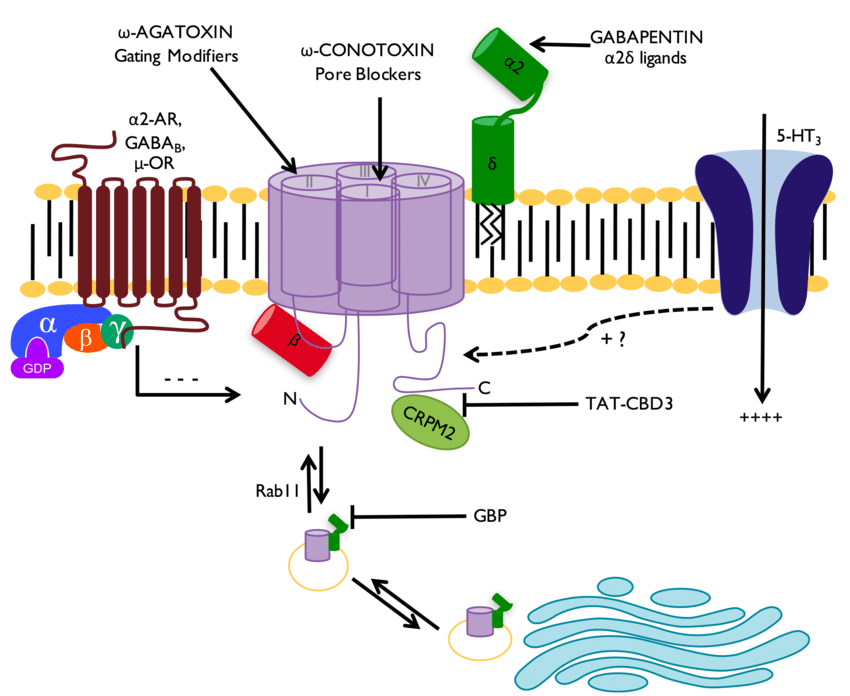 Ca++ Channel Blocker (Ca++ Antagonists) | CHAPTER-10 | Pharmacology