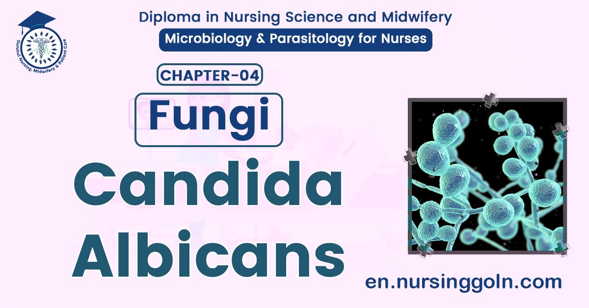 Candida Albicans | CHAPTER 4 | Microbiology & Parasitology for Nurses