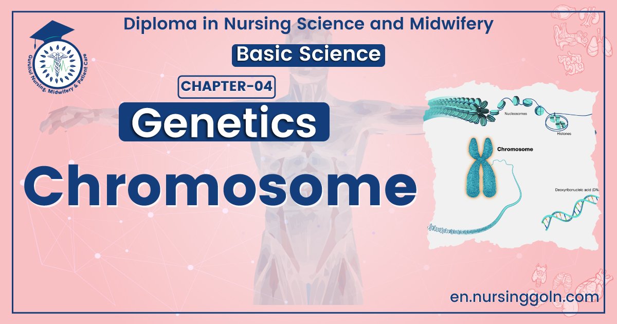 Function of Chromosome