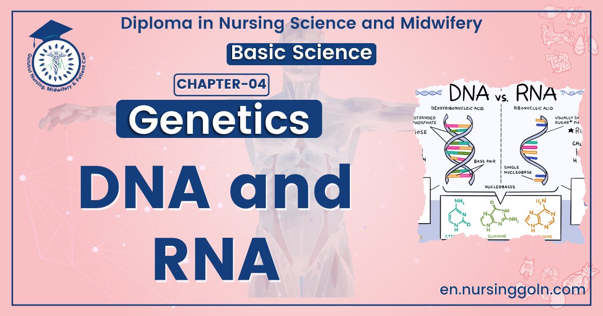 DNA and RNA