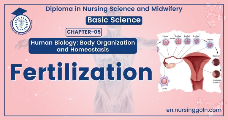 Definition of Fertilization