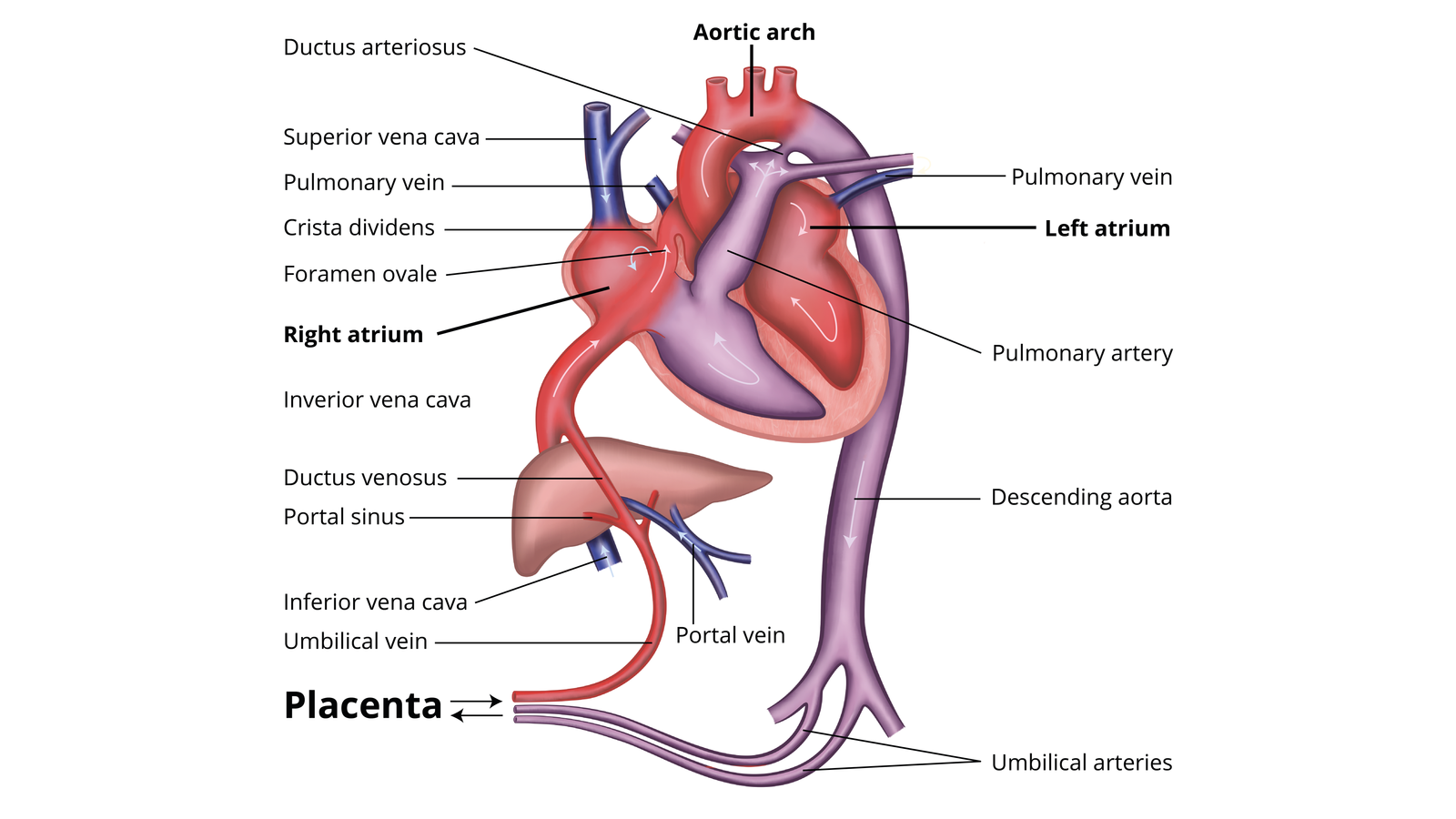 Cardiovascular Disease In Pregnancy | Chapter 12 | Midwifery For Diploma In Nursing