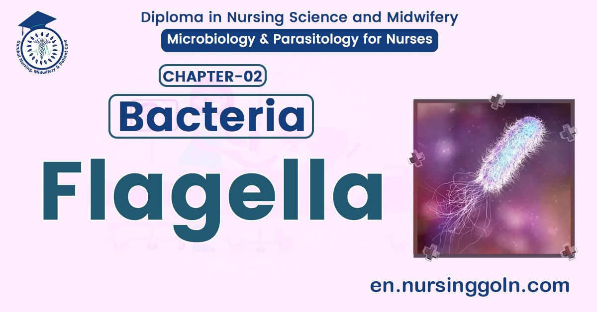 Types of Flagella | CHAPTER 2 | Microbiology & Parasitology for Nurses
