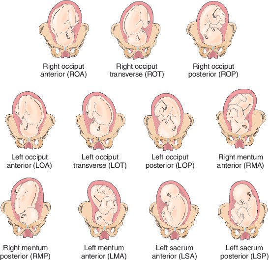 embryo and foetus
